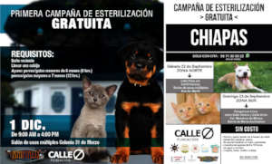 Posters of the free sterilization campaigns