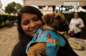 Dog adoption fair