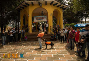 Dog adoption fair