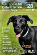 Spay and Neuter Campaign 2018