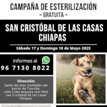 Free Spay and Neuter Campaign