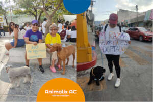 Animal Rights Movement