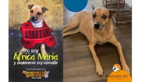 Rescue and adoption from Africa