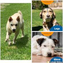 Rescue and adoption
