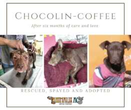 Rescue and adoption from