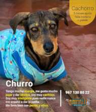 Rescue and adoption