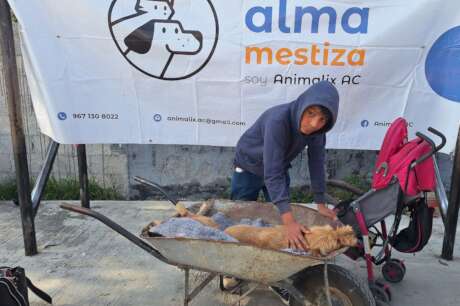 Help stop animal suffering in Chiapas, Mexico