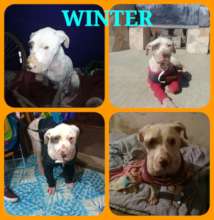 Winter recovering from his wounds