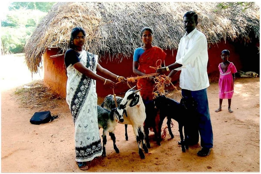 Livelihood of 500 Poor Dalit women headed families