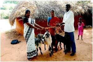 Livelihood of 500 Poor Dalit women headed families