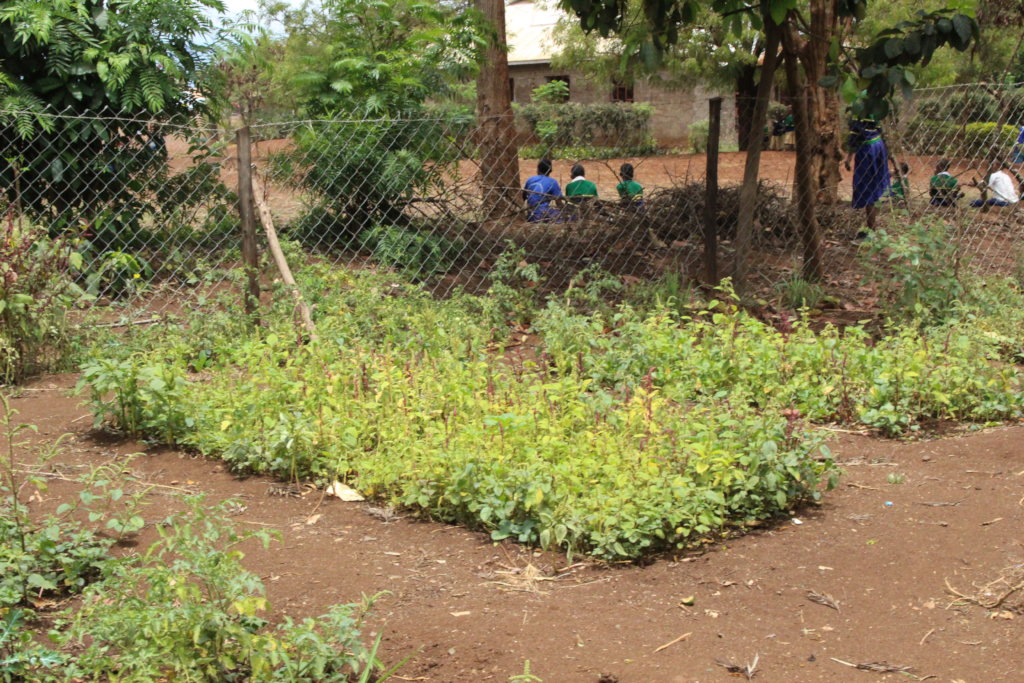 Schools gardens facilitation in Tanzania