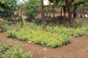 One of the garden established in 2017 in Moshi