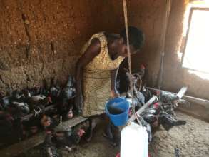 Vivian caring for her chickens.