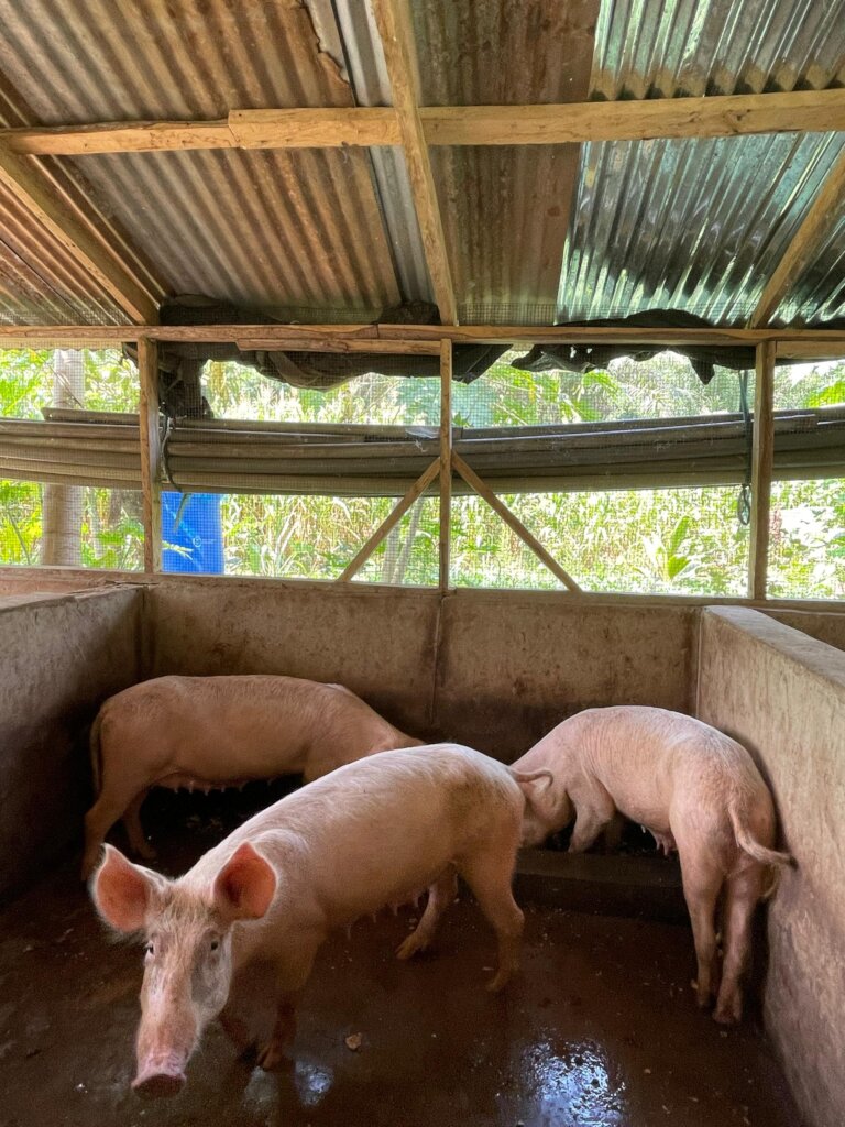 some of Vivian's pig