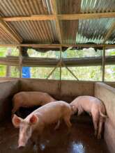 some of Vivian's pig