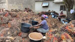 Women with oil palm stems.