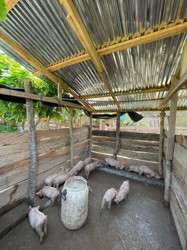 some of Vivian's pig