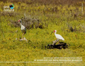 Ibis