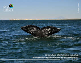 Gray whale