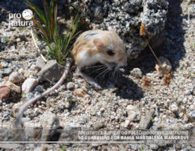 Kangaroo rat