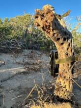 Camera trap installed in a strategic location.