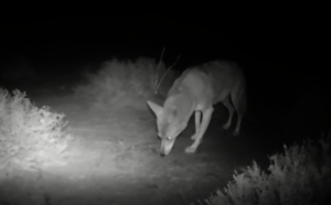 Coyote captured by a camera trap.