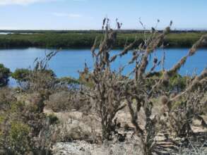 Local flora found in the La Poza mangrove sites.