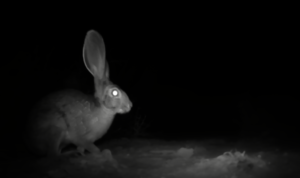 Hare captured by a camera trap in Bahia Magdalena.