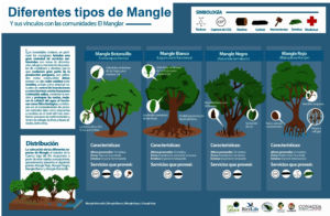 Mangroves infographic included in the course.
