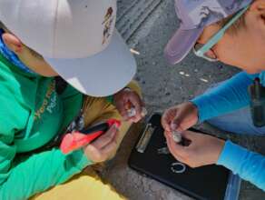 Banding of chicks