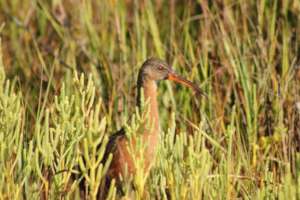 Mangrove rail (Rallus longirostris).