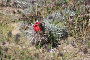 Creeping devil cactus (Stenocereus eruca).