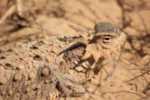 Coast horned lizard (Phrynosoma coronatum).