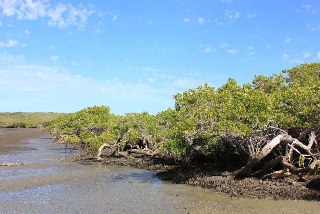 Create 50 guardians for Bahia Magdalena mangrove