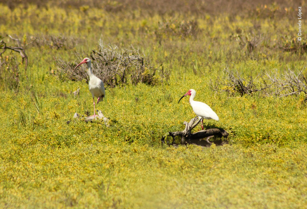 Create 50 guardians for Bahia Magdalena mangrove