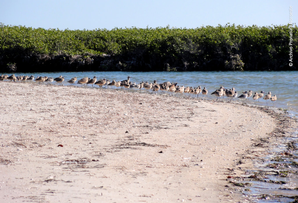 Create 50 guardians for Bahia Magdalena mangrove