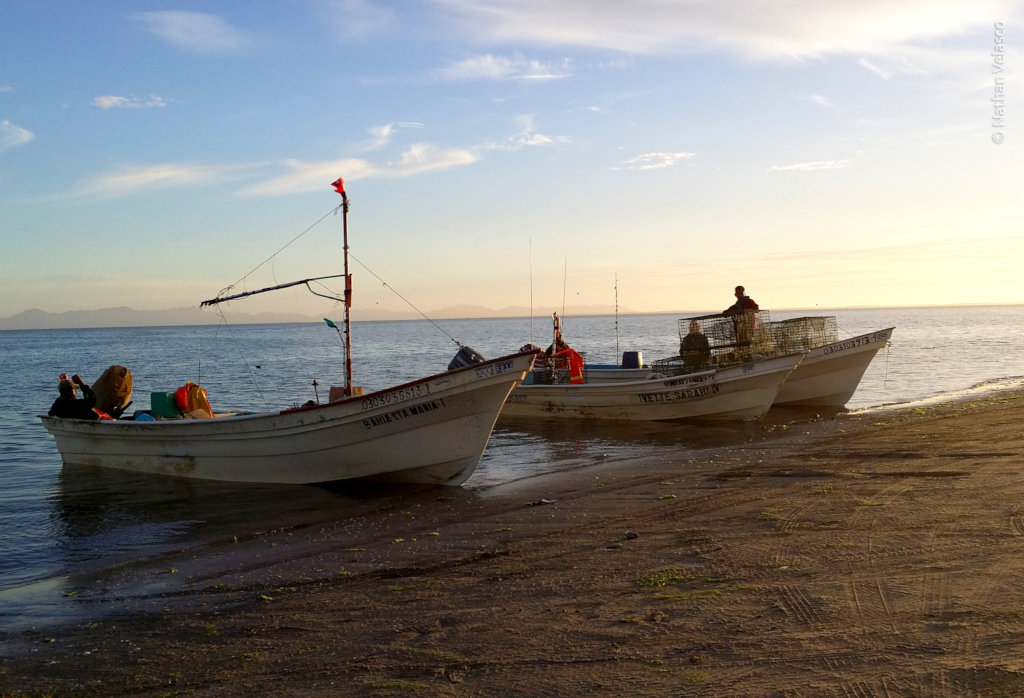 Create 50 guardians for Bahia Magdalena mangrove