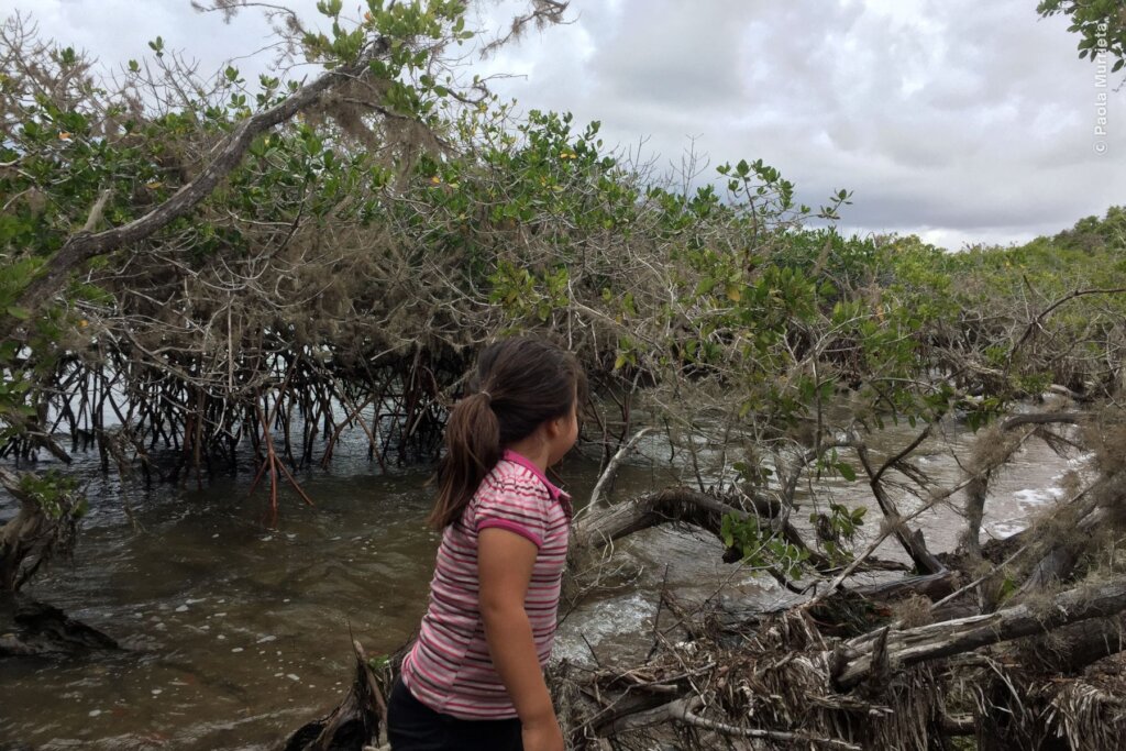 Create 50 guardians for Bahia Magdalena mangrove