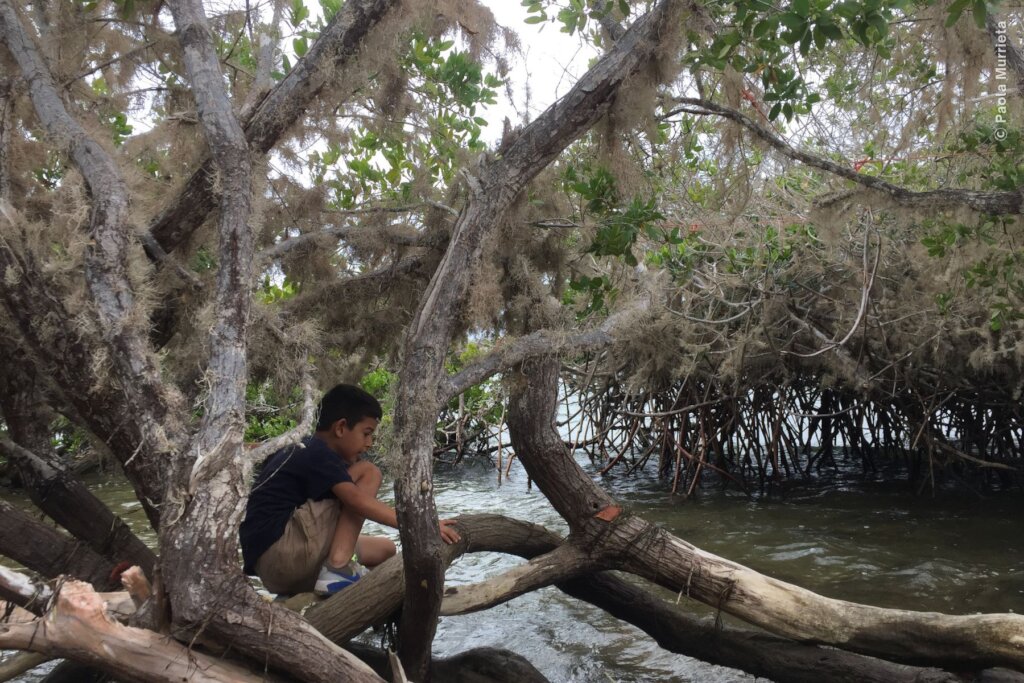 Create 50 guardians for Bahia Magdalena mangrove