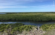 Create 50 guardians for Bahia Magdalena mangrove