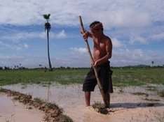 Working in the Rice Fields