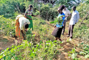 SSNK farmers at harvest.
