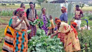 GEA cooperative farmers at harvest.