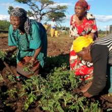 Transplanting seedlings at Burji