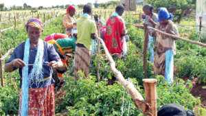 Stringing staked tomato plants for support.