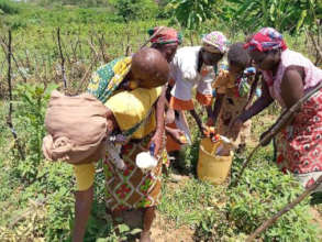 Tomato harvesting.