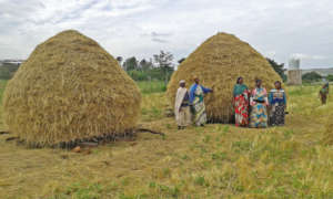 Teff harvest, twice the size of last season's.