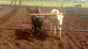 Using oxen to prepare the field, Spring 2019