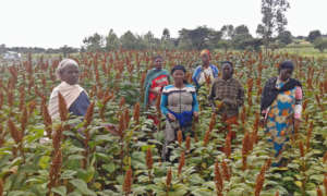 GEA cooperative farmers showing red quinoa.