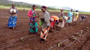 Laying drip lines, planting seedlings, Spring 2019